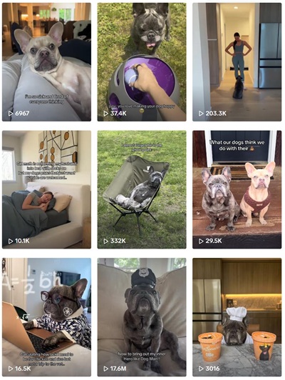 TikTok网红推荐:美国宠物食品/用品推广博主频道内容