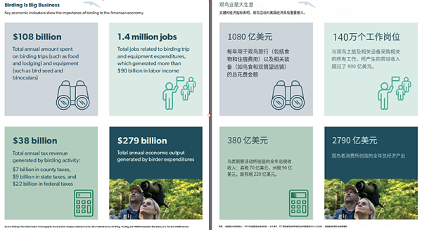 海外观鸟经济爆发！智能喂鸟器撬动千亿市场
