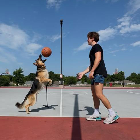 高互动牧羊犬宠物中腰部达人