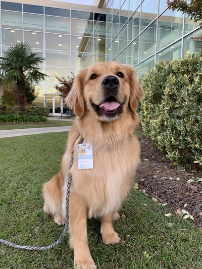 美国旅行日常博主以及宠物达人