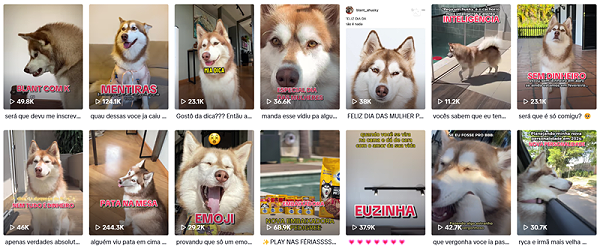 TikTok巴西宠物类网红宣传博主频道内容
