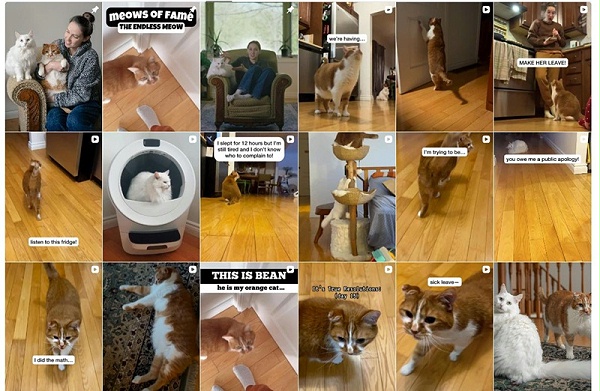 Instagram宠物达人推荐：加拿大猫咪生活博主频道内容