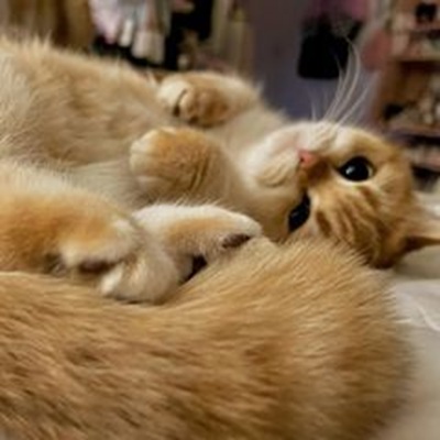 美国宠物猫咪类海外网红